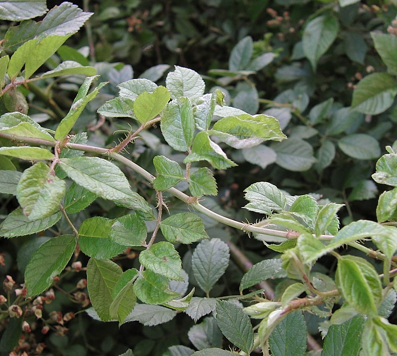 Изображение особи Rosa multiflora.