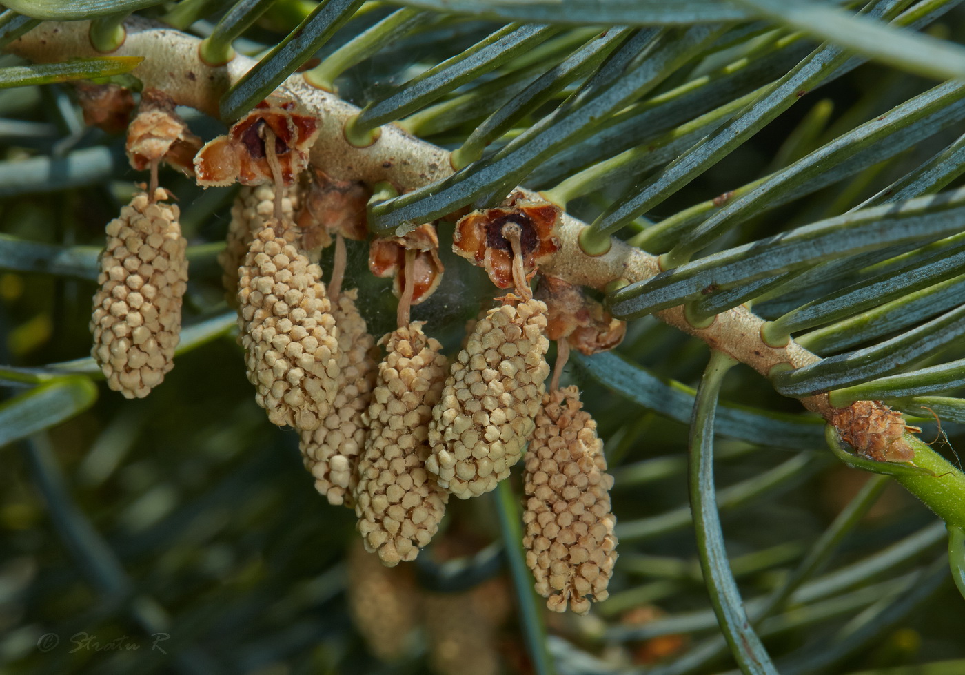 Изображение особи Abies concolor.