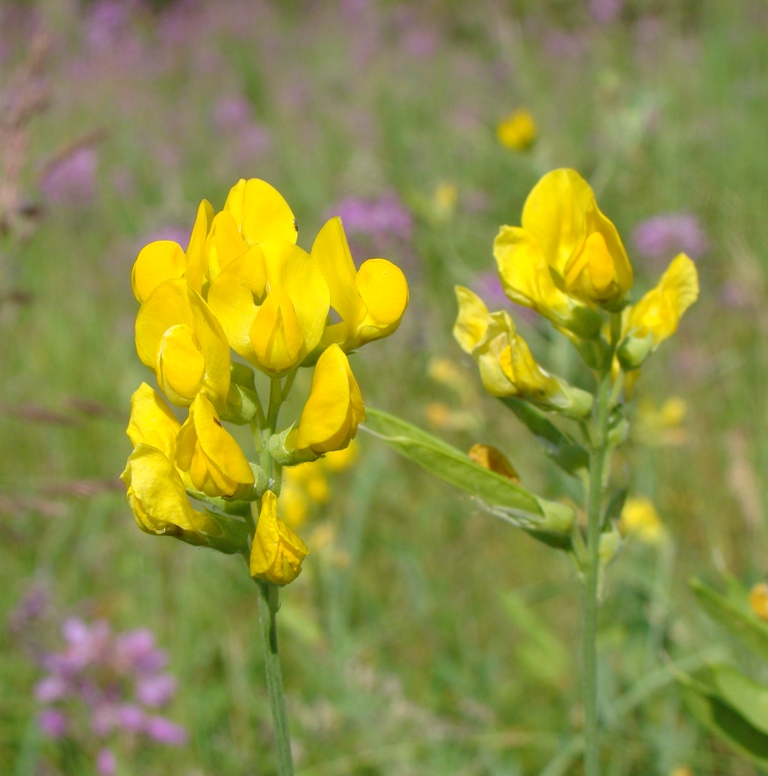 Изображение особи Lathyrus pratensis.