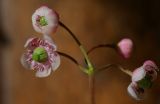 Chimaphila umbellata