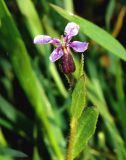 Chorispora tenella