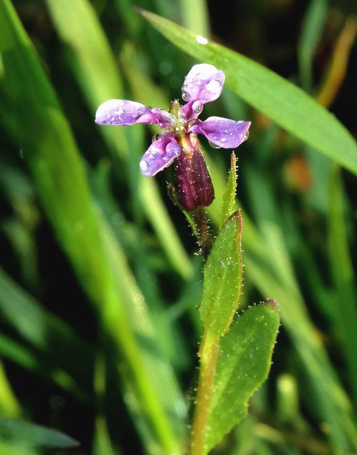 Image of Chorispora tenella specimen.