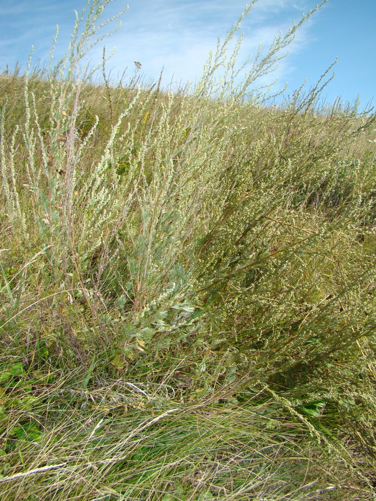 Изображение особи Artemisia campestris.