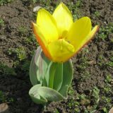 род Tulipa