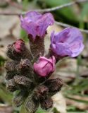 Pulmonaria obscura