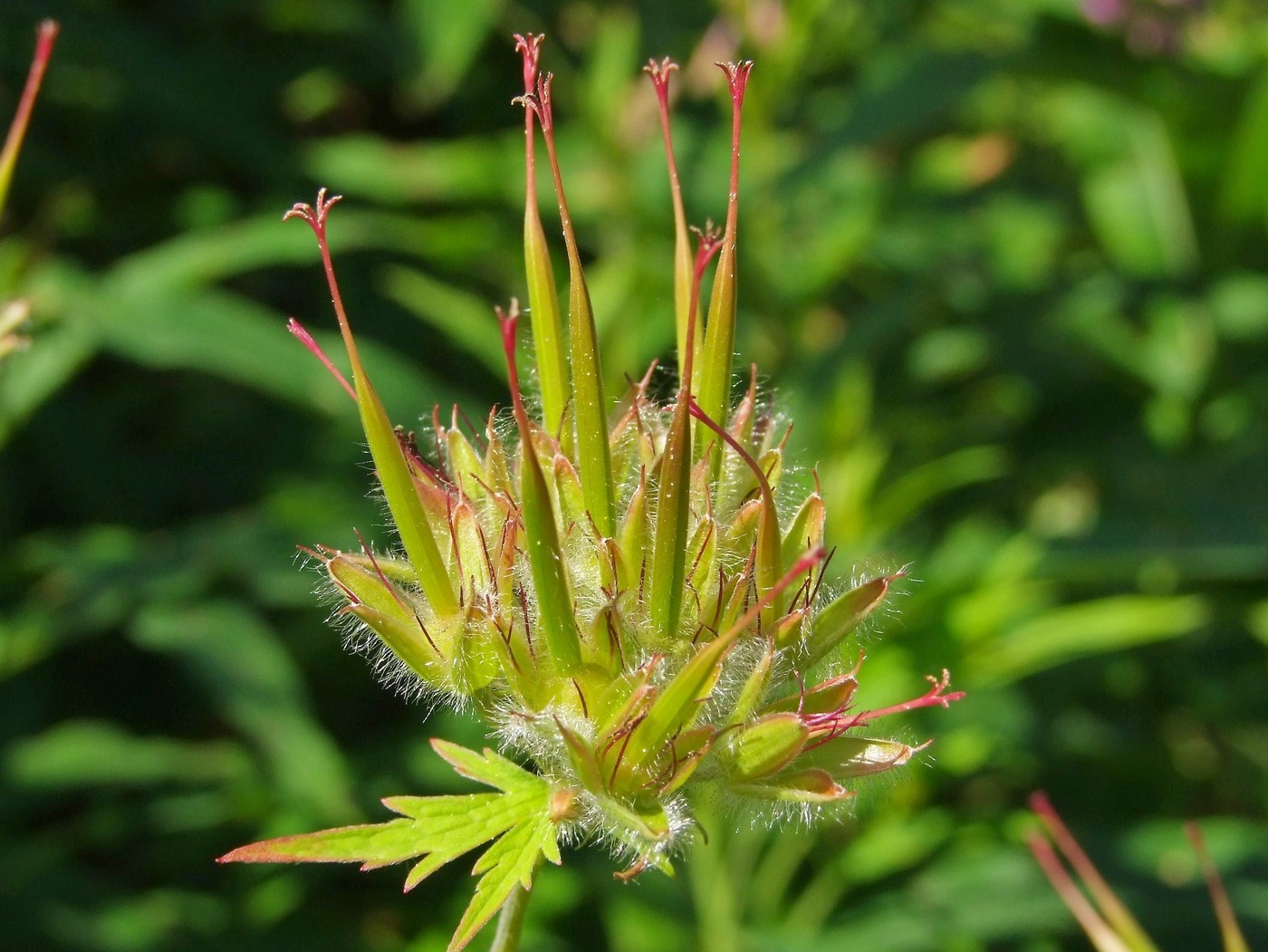 Изображение особи Geranium erianthum.