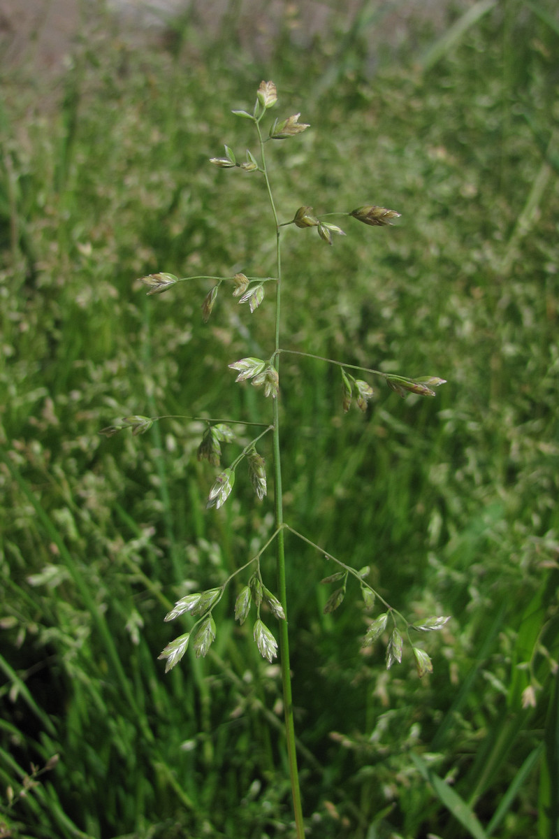 Image of Poa annua specimen.