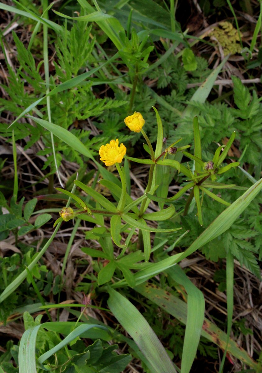 Image of Ranunculus auricomus specimen.