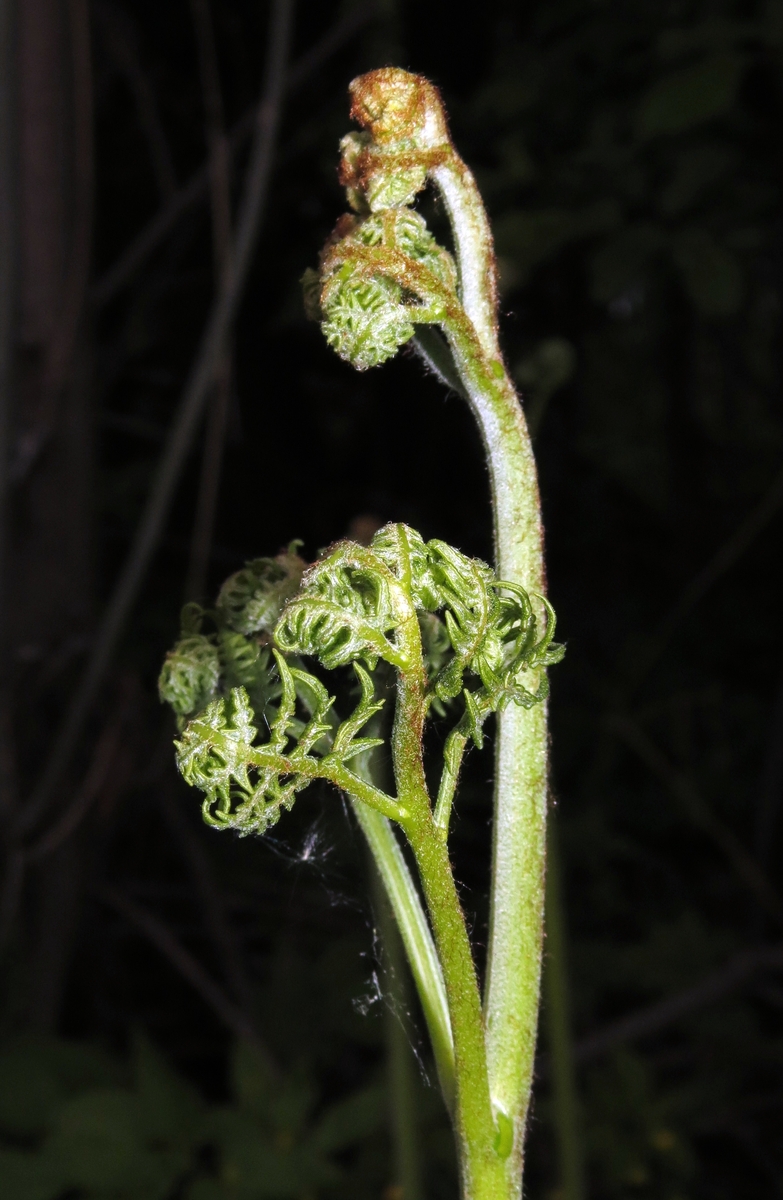 Изображение особи Pteridium aquilinum.