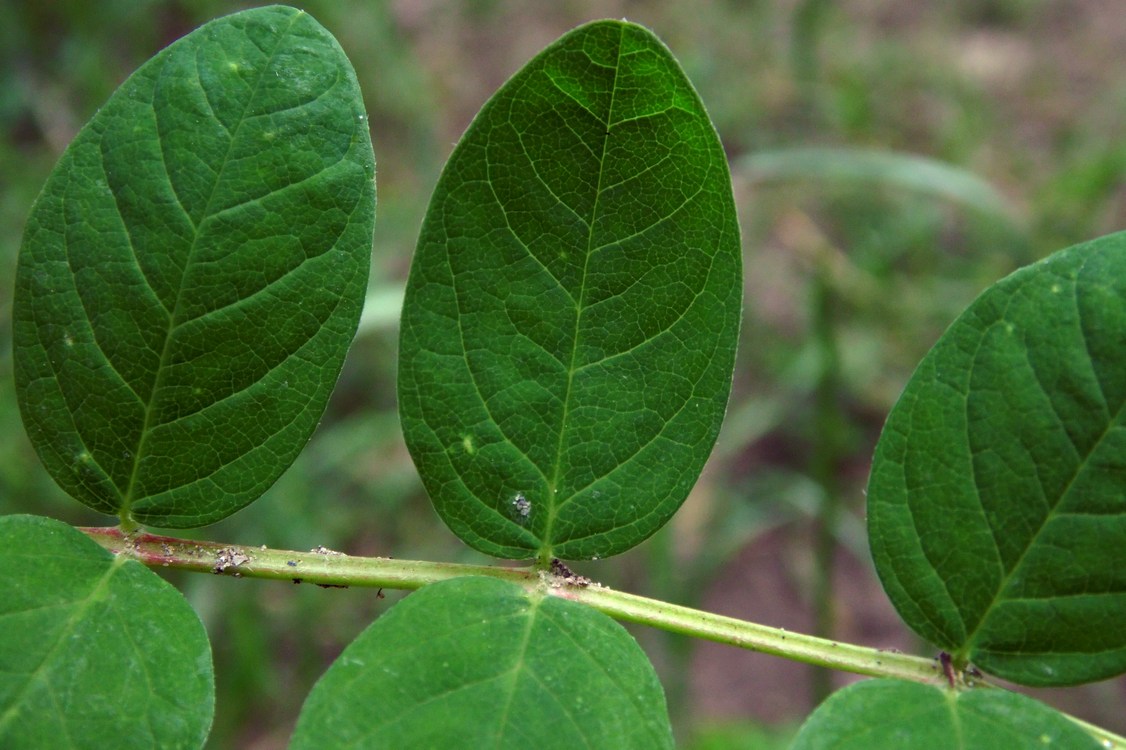 Image of Astragalus glycyphyllos specimen.