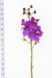 Verbascum phoeniceum