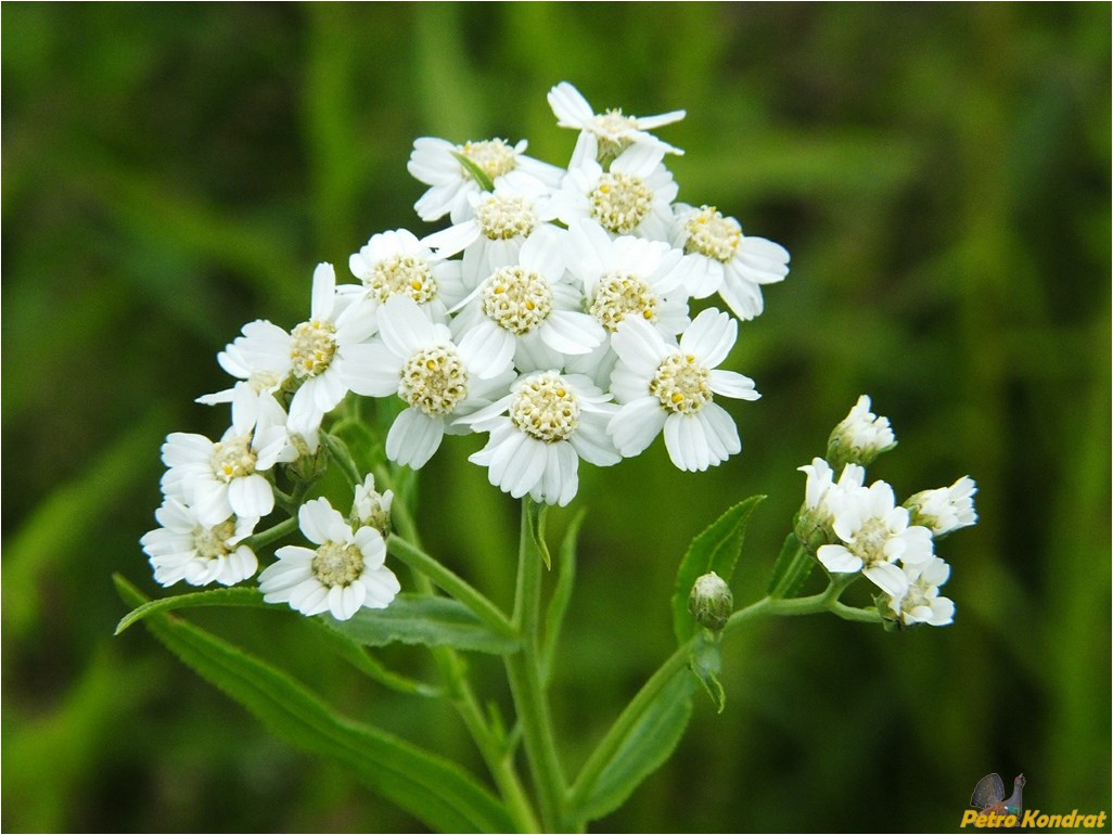 Изображение особи Achillea ptarmica.