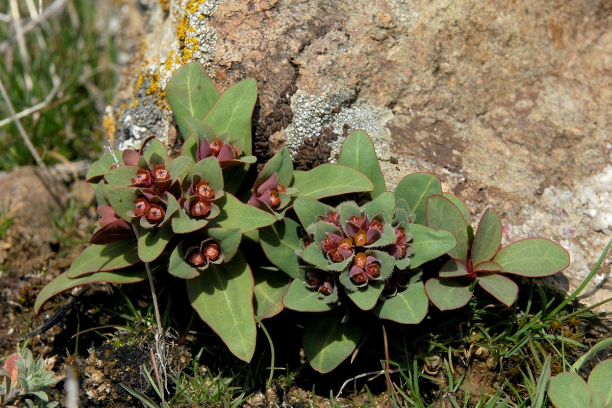 Изображение особи Euphorbia rapulum.