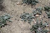 Cousinia beckeri