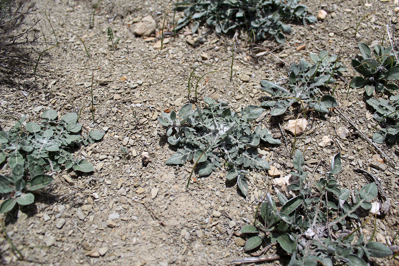 Image of Cousinia beckeri specimen.