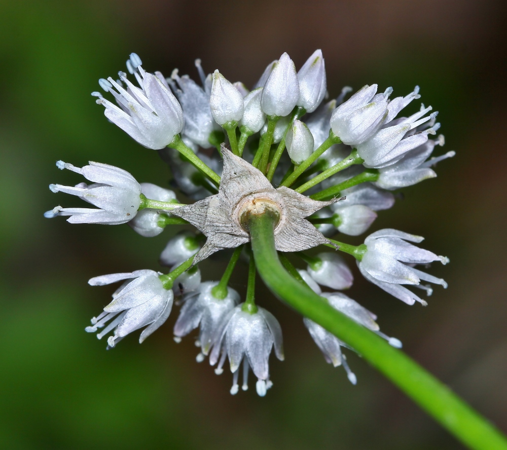 Изображение особи Allium prokhanovii.