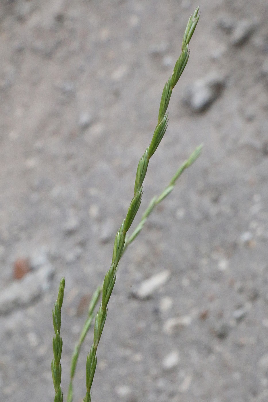 Image of Elymus trachycaulus specimen.