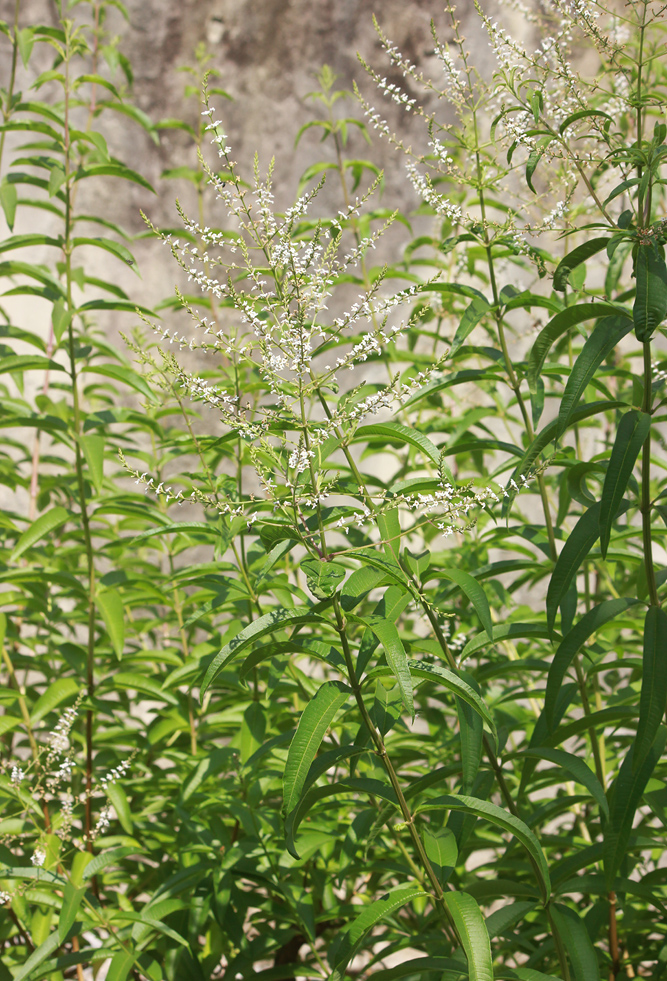 Image of Aloysia citriodora specimen.