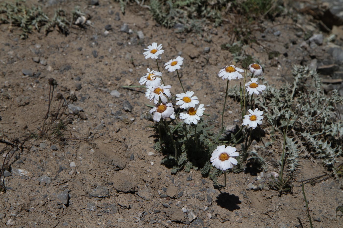 Image of Richteria pyrethroides specimen.