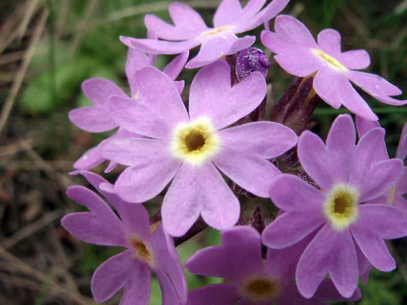 Image of Primula algida specimen.