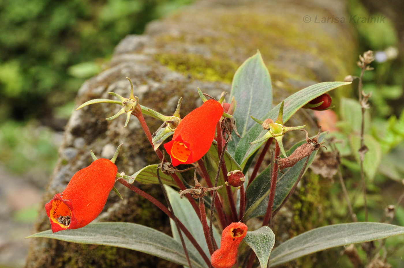 Image of Seemannia sylvatica specimen.