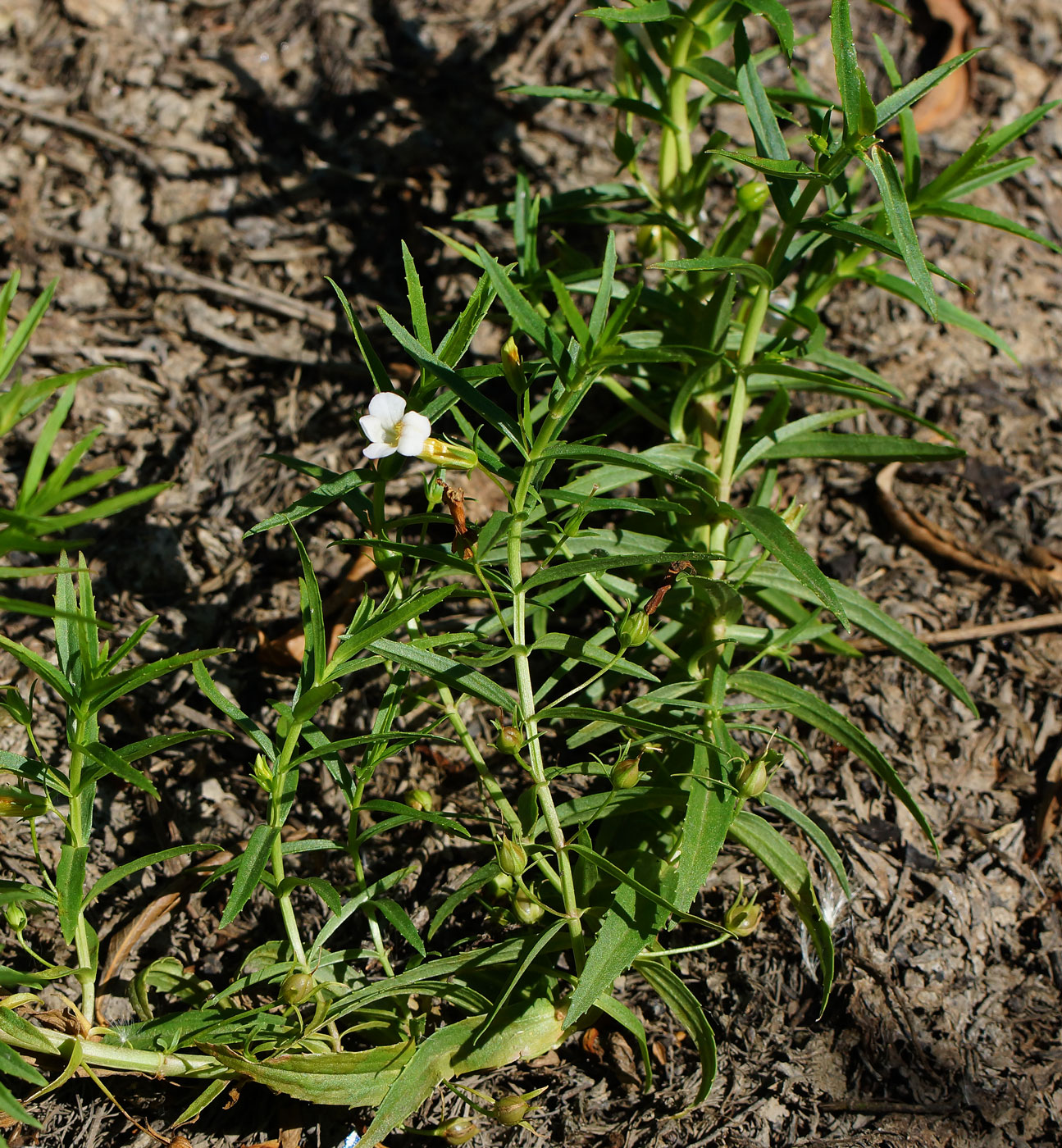 Изображение особи Gratiola officinalis.