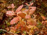 Vaccinium uliginosum. Побег с листьями в осенней окраске. Магаданская обл., Ольский р-н, бассейн р. Омчик, р. Верхний Омчик, мохово-лишайниковая поляна в зарослях кедрового стланика. 22.09.2011.