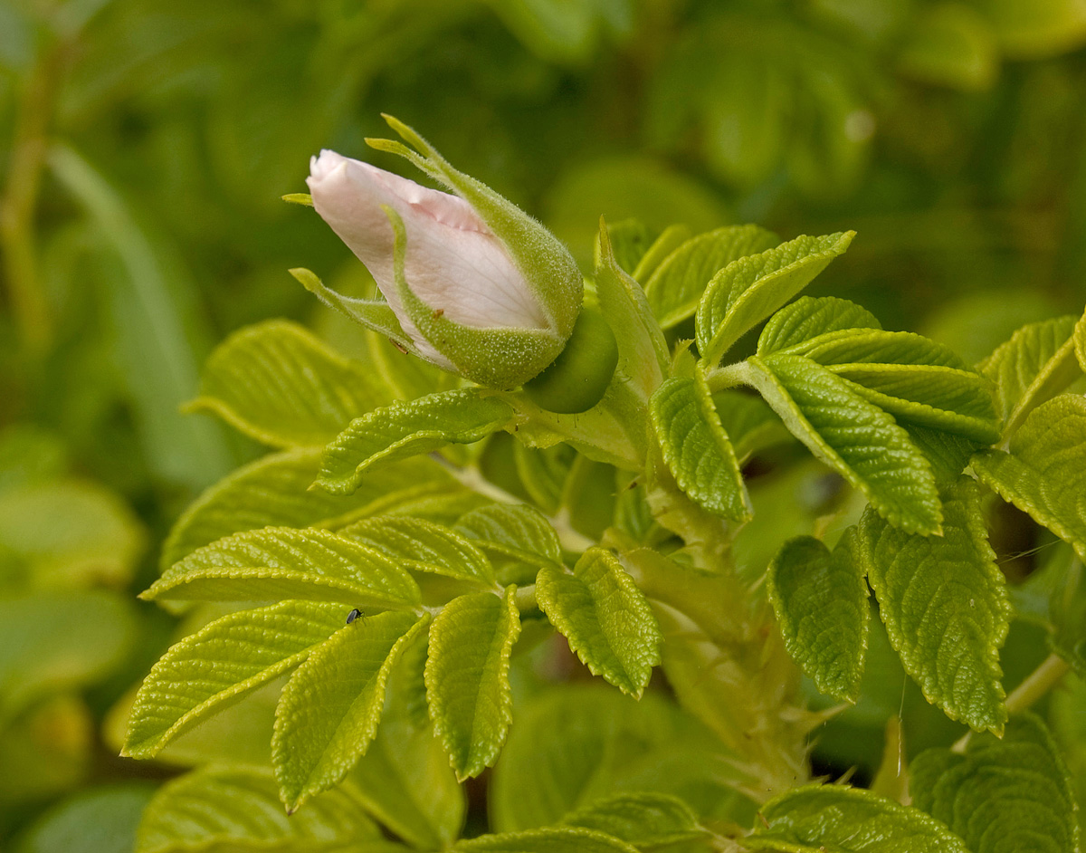 Image of Rosa rugosa specimen.