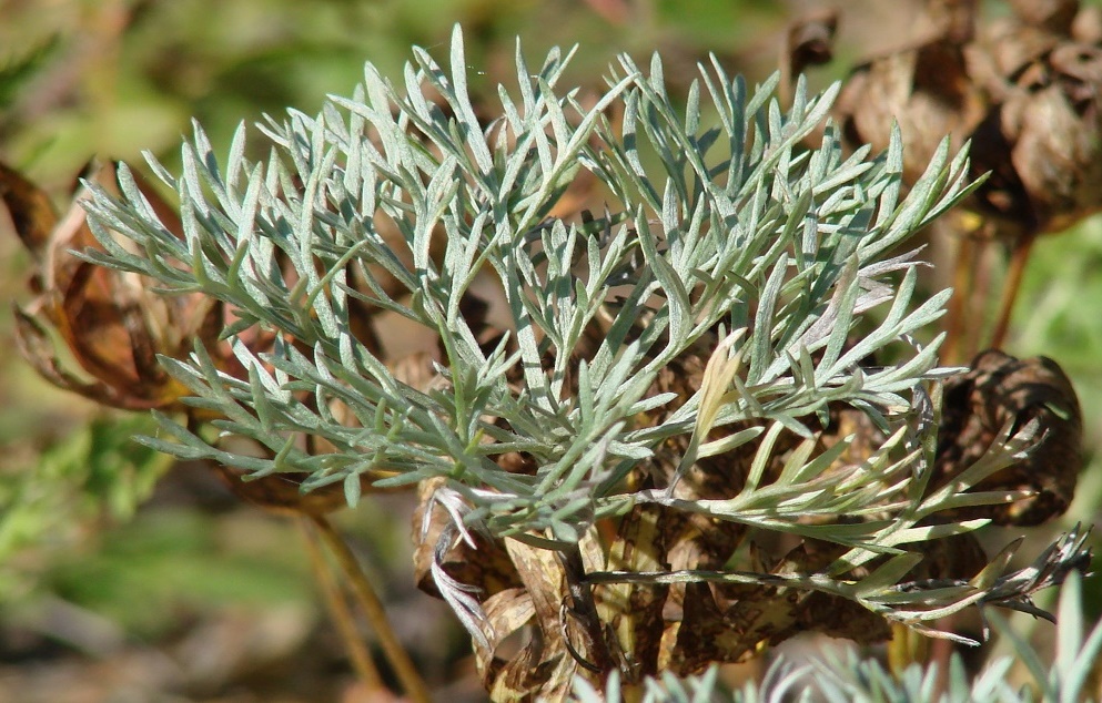 Image of Artemisia sericea specimen.