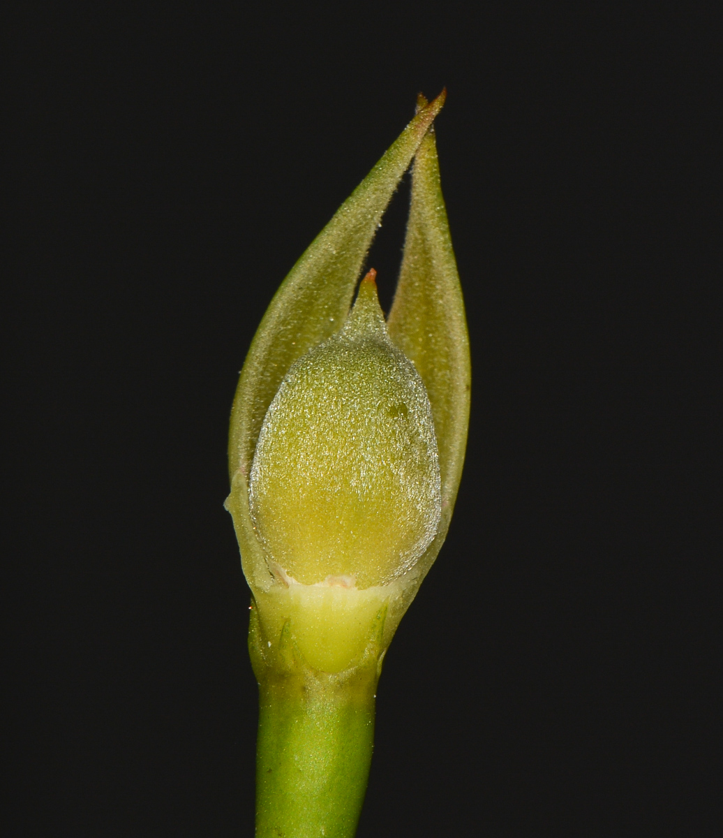 Image of Alyogyne hakeifolia specimen.