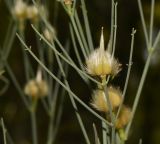 Sisyndite spartea