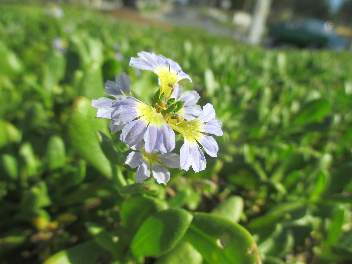 Image of Scaevola calendulacea specimen.