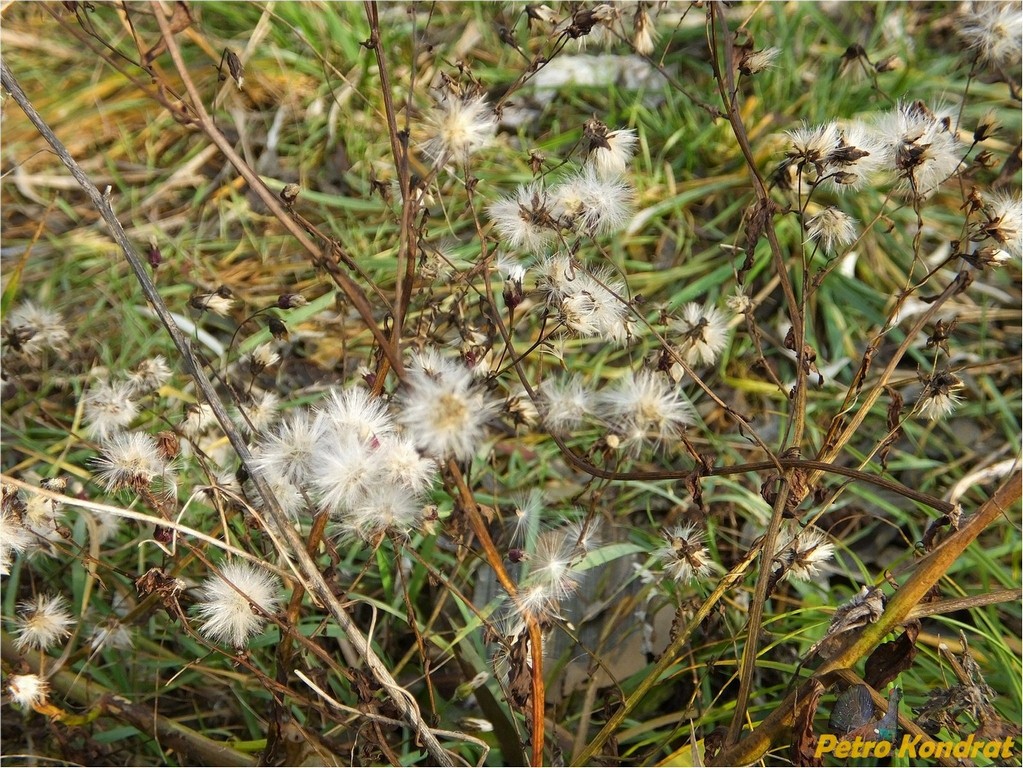 Image of Tripolium pannonicum specimen.