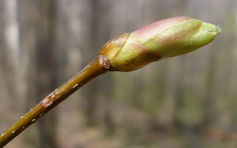 Image of Tilia cordata specimen.