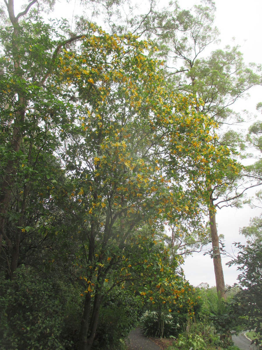 Image of Gardenia coronaria specimen.