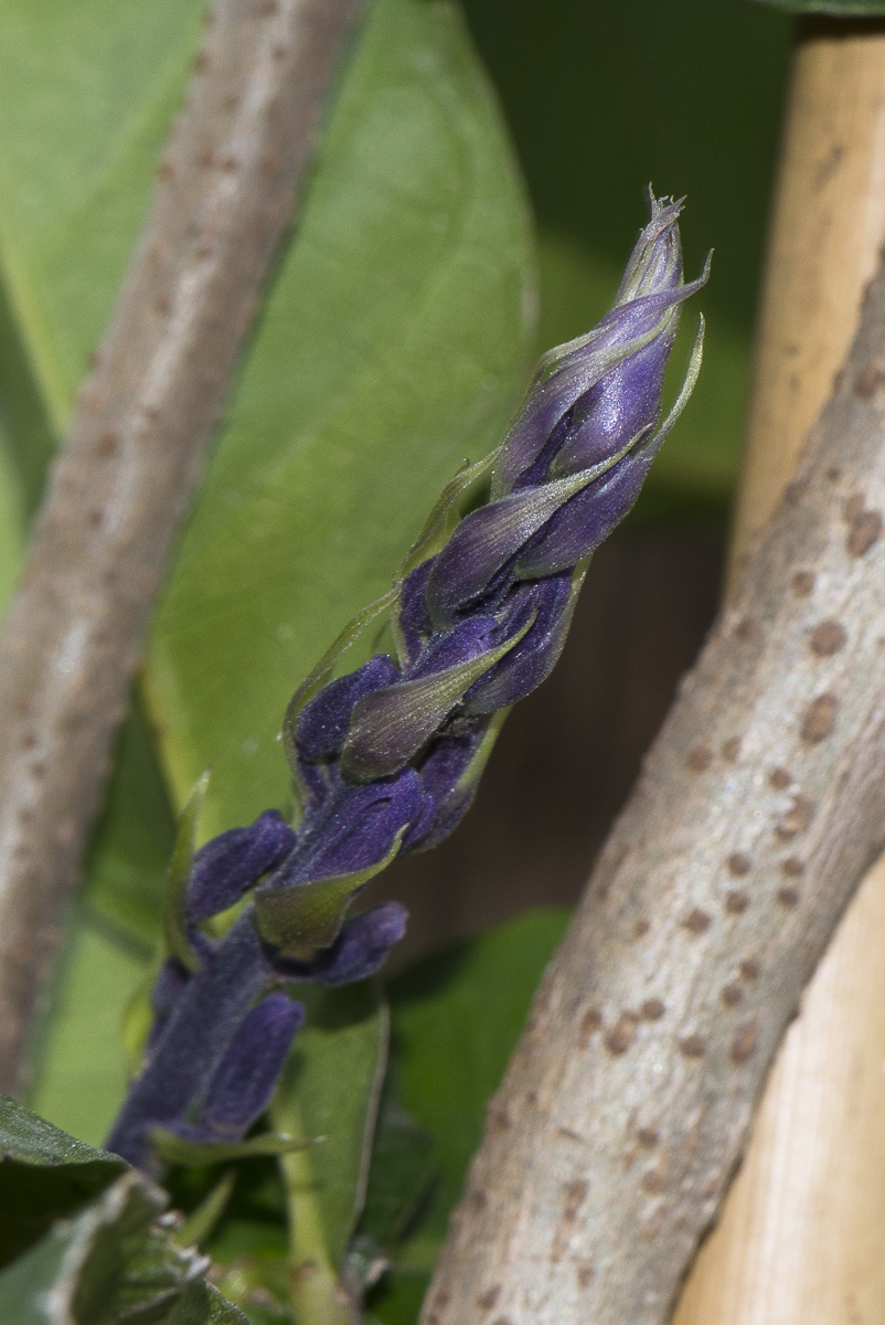 Image of Petrea volubilis specimen.
