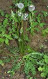 genus Taraxacum. Плодоносящее растение. Узбекистан, Ташкентская обл., зап. отр. Чаткальского хр., окр. кишлака Учтерак. 23.05.2017.