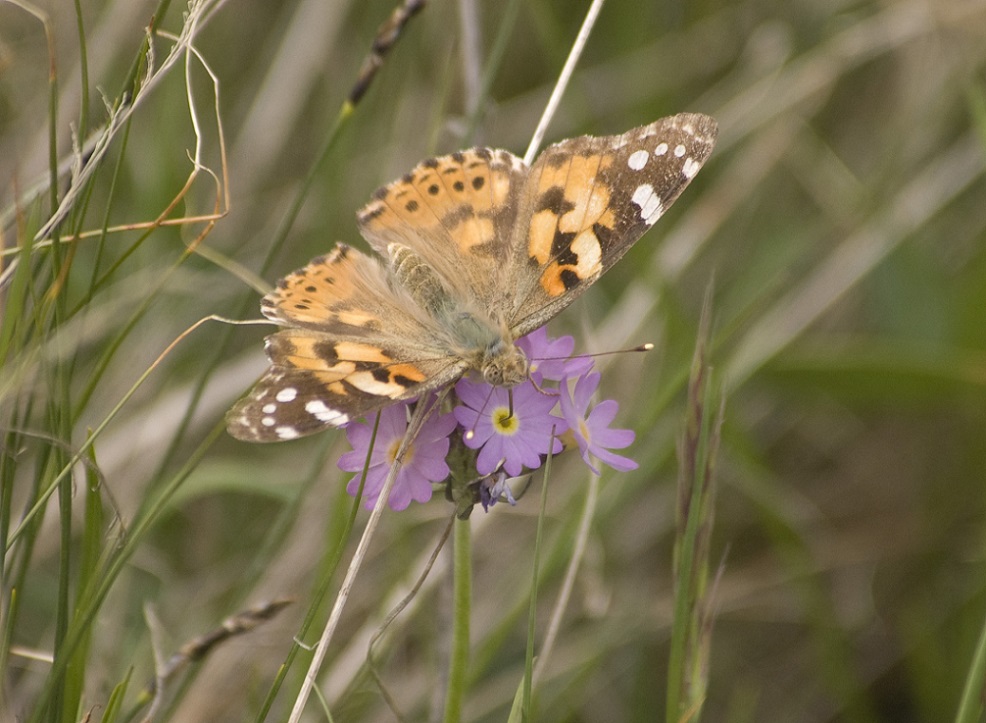 Image of Primula algida specimen.