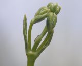 Silene subspecies rhodopea