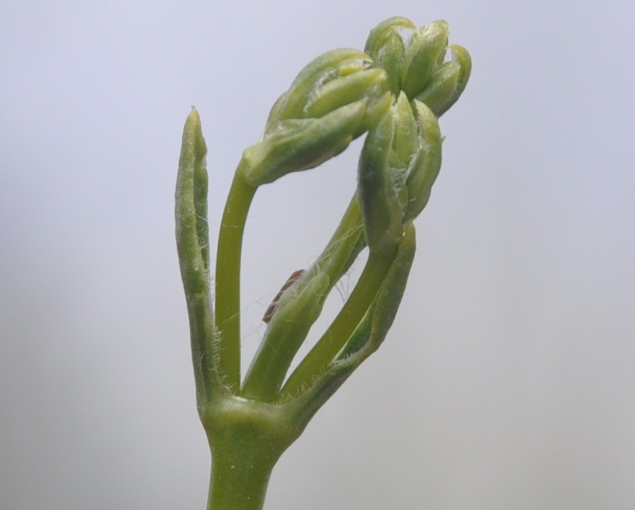 Image of Silene gigantea ssp. rhodopea specimen.