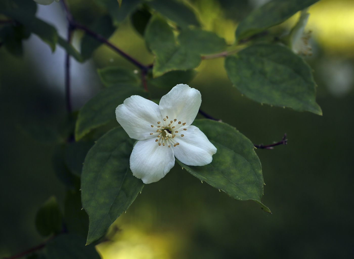 Image of Philadelphus coronarius specimen.