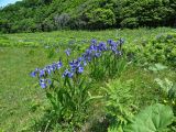 Iris setosa