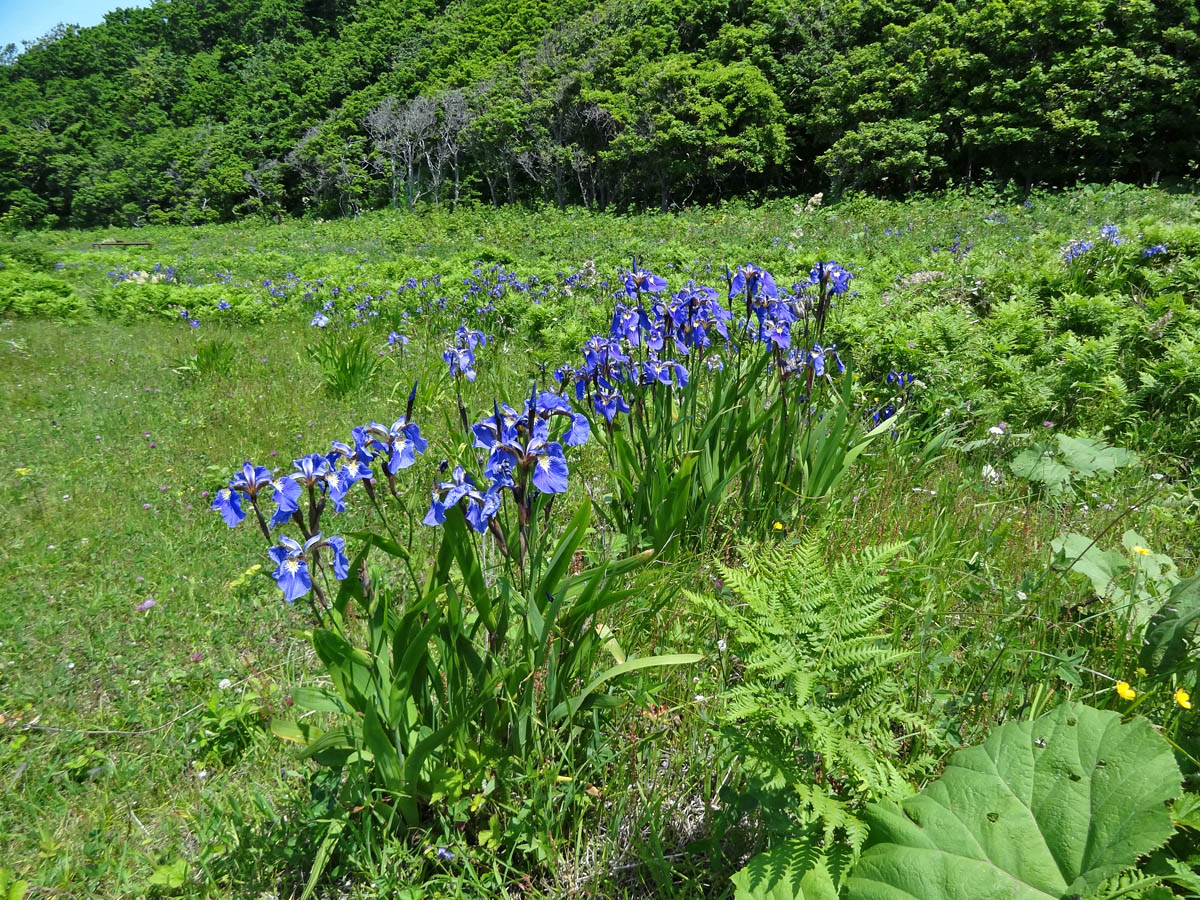 Изображение особи Iris setosa.