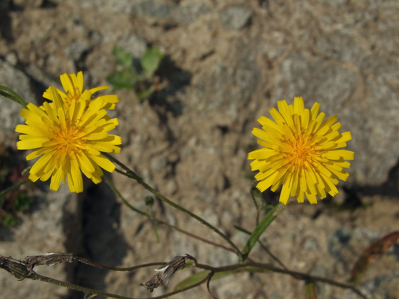 Image of Crepis tectorum specimen.