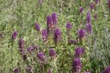 Melampyrum arvense