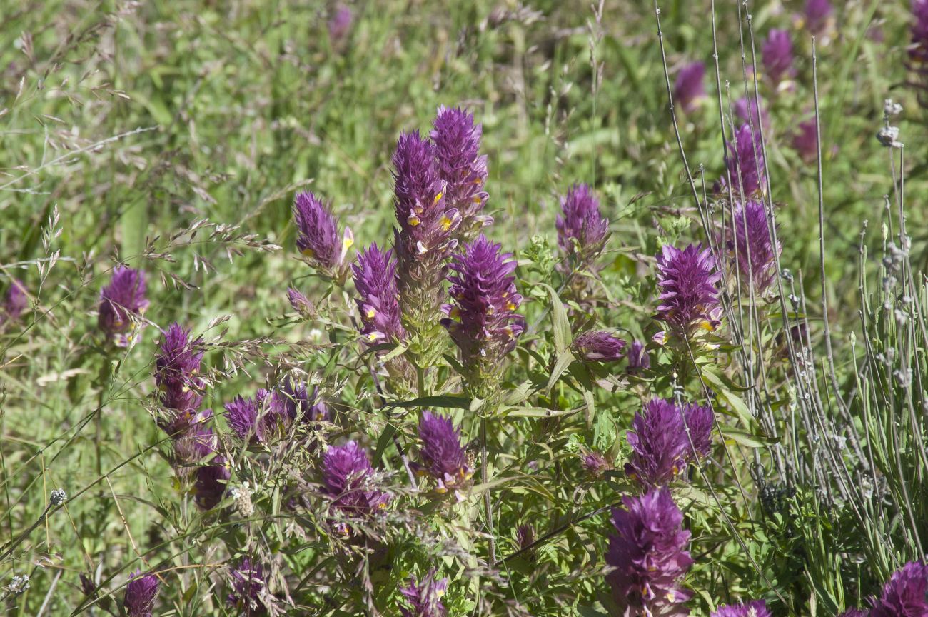 Image of Melampyrum arvense specimen.