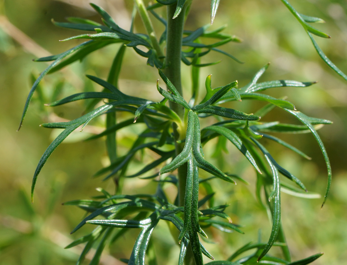 Image of Aconitum anthoroideum specimen.