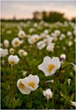 Anemone sylvestris