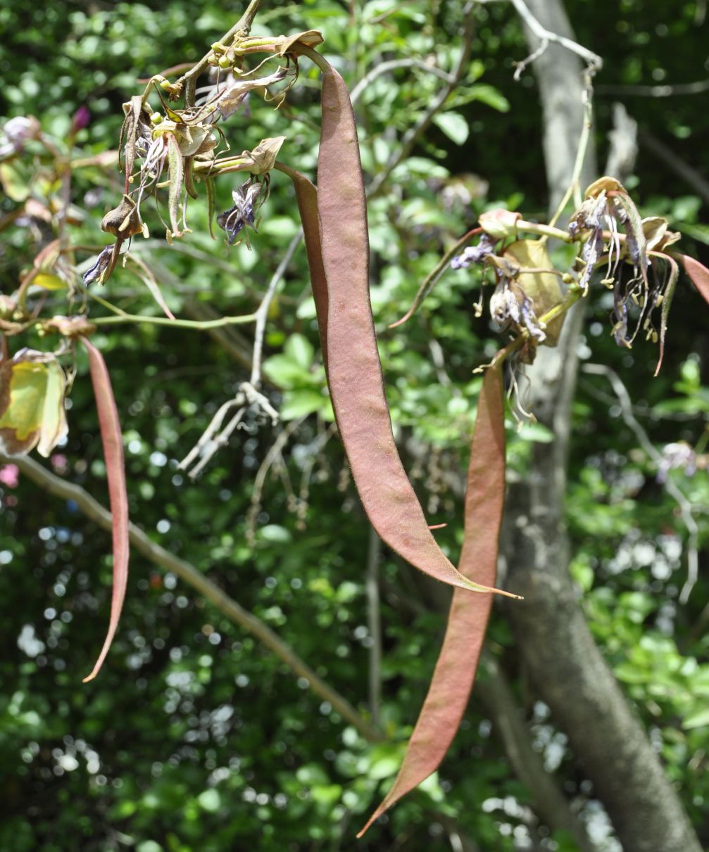 Image of Bauhinia variegata specimen.