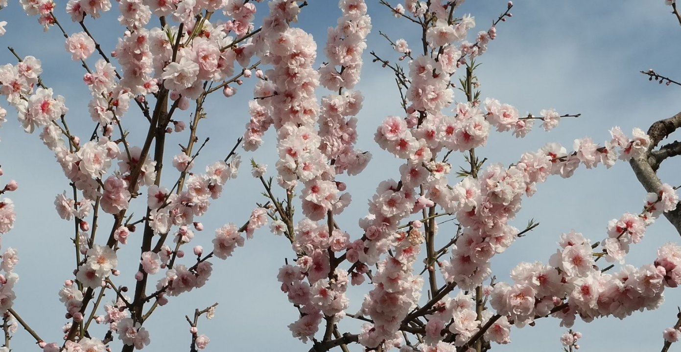 Image of Persica vulgaris specimen.